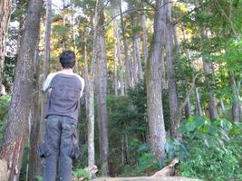 back view of a man enjoying the beauty of a pine forest photo
