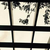 silhouette of leaves against the background of the evening sky photo