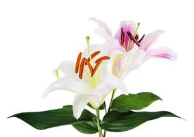 flower lily on a white background with copy space for your message photo