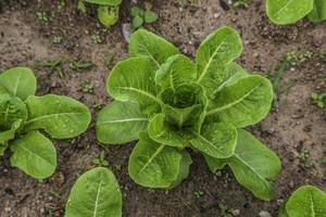 Small green salad seedlings in the vegetable garden photo