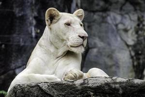 león blanco en la roca foto