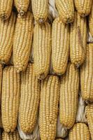 Closeup corn on the stalk in the corn field photo