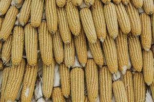 Closeup corn on the stalk in the corn field photo