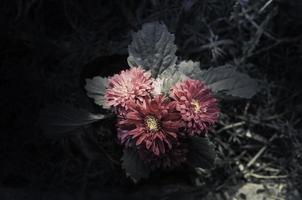 Flowers in the design of natural dark tones. photo