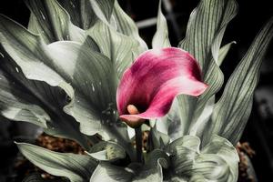 Calla Lily con muchas hojas como fondo floral foto