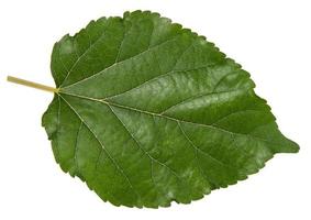 Leaf green leaf macro decoration. photo