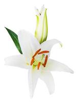 flower lily on a white background with copy space for your message photo
