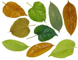 Leaf color leaf macro decoration. photo