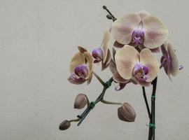 flor rosada de la orquídea rayada, aislada foto