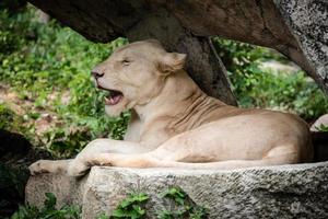 White lion on the rock Closeup photo