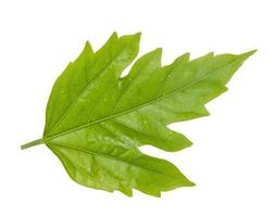 Leaf green leaf macro decoration. photo