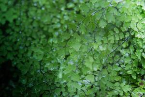 green leaf background photo