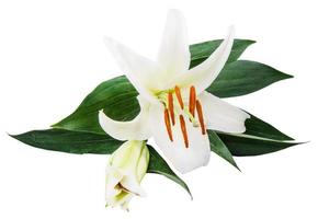 flower lily on a white background with copy space for your message photo