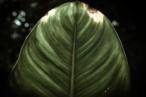 Leaf green leaf macro decoration. photo