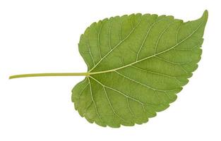 Leaf green leaf macro decoration. photo