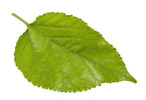 Leaf green leaf macro decoration. photo