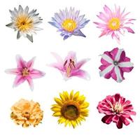 vector conjunto de elementos de diseño floral foto