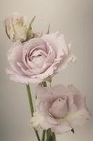 rosa flores vintage foto