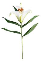 Lily flor sobre un fondo blanco con espacio para copiar su mensaje