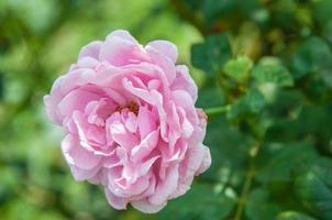 Natural flower background. Amazing nature view of  flowers blooming in garden under sunlight at the middle of summer day. photo