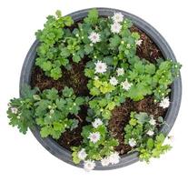 Colorido de pequeñas flores de árbol, aislado en blanco foto