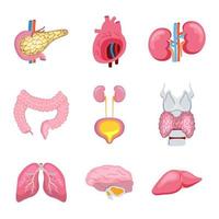 conjunto de órganos internos humanos. páncreas, pulmones, corazón, intestino, tiroides están aislados sobre fondo blanco. vector