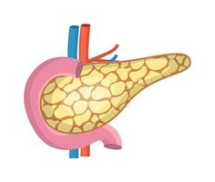 Pancreas with arteries are shown. Internal organ of digestive system on white background. vector