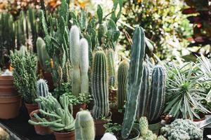 plantas de cactus frescas que crecen en invernadero foto