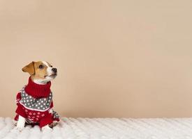 cute dog wearing sweater