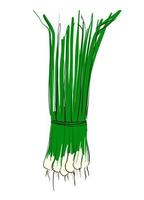 Green onion feathers in a bunch. Useful greens. Stock Vector illustration on a white isolated background. For a logo, for icons in social networks.