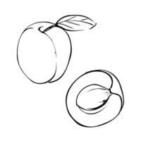 Vector illustration of an apricot on a white isolated background. Black and white outline. Shop sketch, banner, menu, and logo.