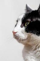 close up adorable cat with white background photo