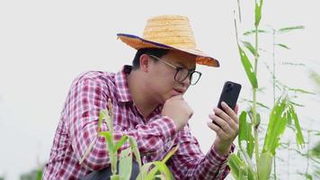Asiatischer Bauer mit Hut, der Pflanzen auf einem großen Feld überprüft, Probleme mit Pflanzen hat und das Telefon nutzt, um einen Anruf entgegenzunehmen, um das Problem zu lösen. landwirtschaftliches Konzept video