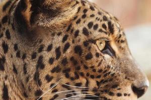 fondo del concepto de leopardo foto