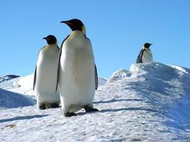 pingüinos emperador en el hielo de la antártida foto