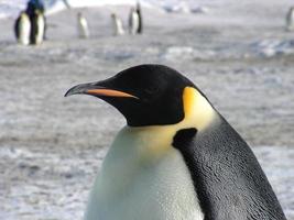 emperor penguins in the ice of Antarctica