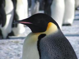 emperor penguins in the ice of Antarctica photo