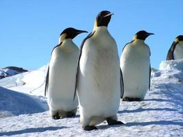 pingüinos emperador en el hielo de la antártida foto