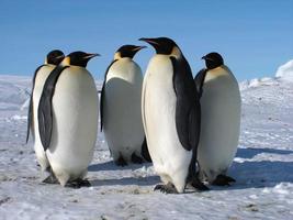 emperor penguins in the ice of Antarctica photo