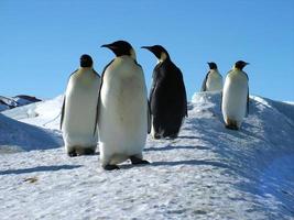 emperor penguins in the ice of Antarctica photo