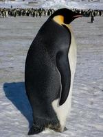 emperor penguins in the ice of Antarctica photo