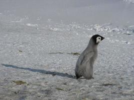 emperor penguins in the ice of Antarctica photo