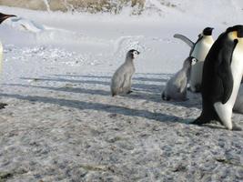 emperor penguins in the ice of Antarctica photo