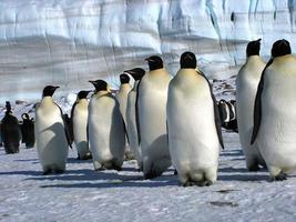 pingüinos emperador en el hielo de la antártida
