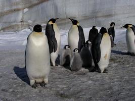 pingüinos emperador en el hielo de la antártida foto