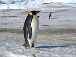 emperor penguins in the ice of Antarctica