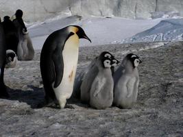 emperor penguins in the ice of Antarctica photo