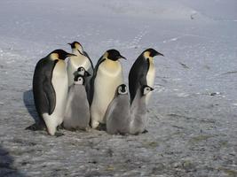pingüinos emperador en el hielo de la antártida