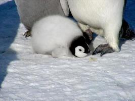 pingüinos emperador en el hielo de la antártida foto