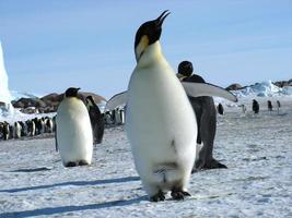 pingüinos emperador en el hielo de la antártida foto